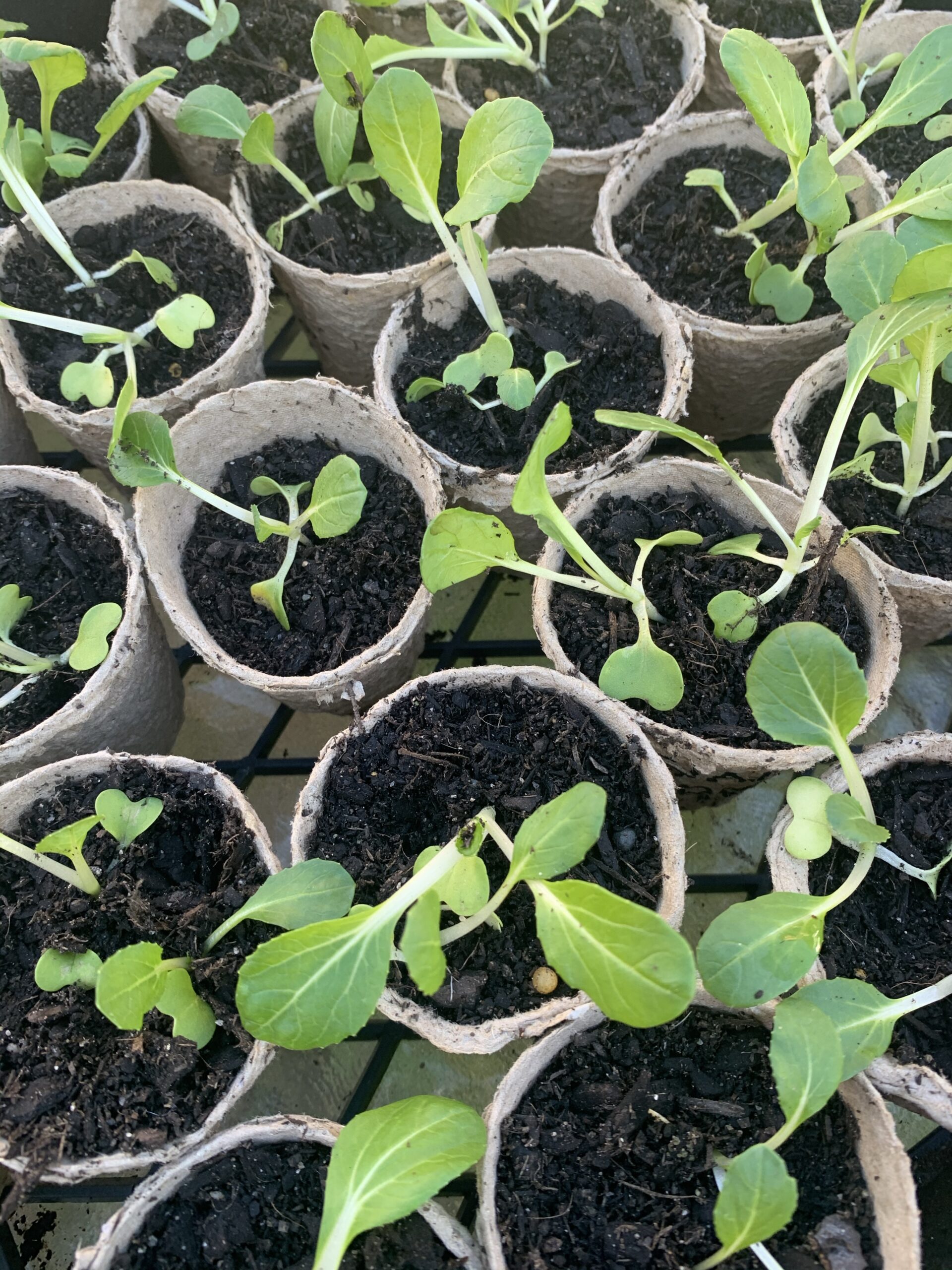 Growing Spring & Summer Seedlings