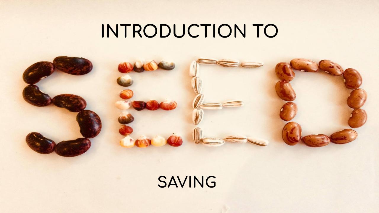 Introduction To Seed Saving Canberra Seed Savers Cooperative