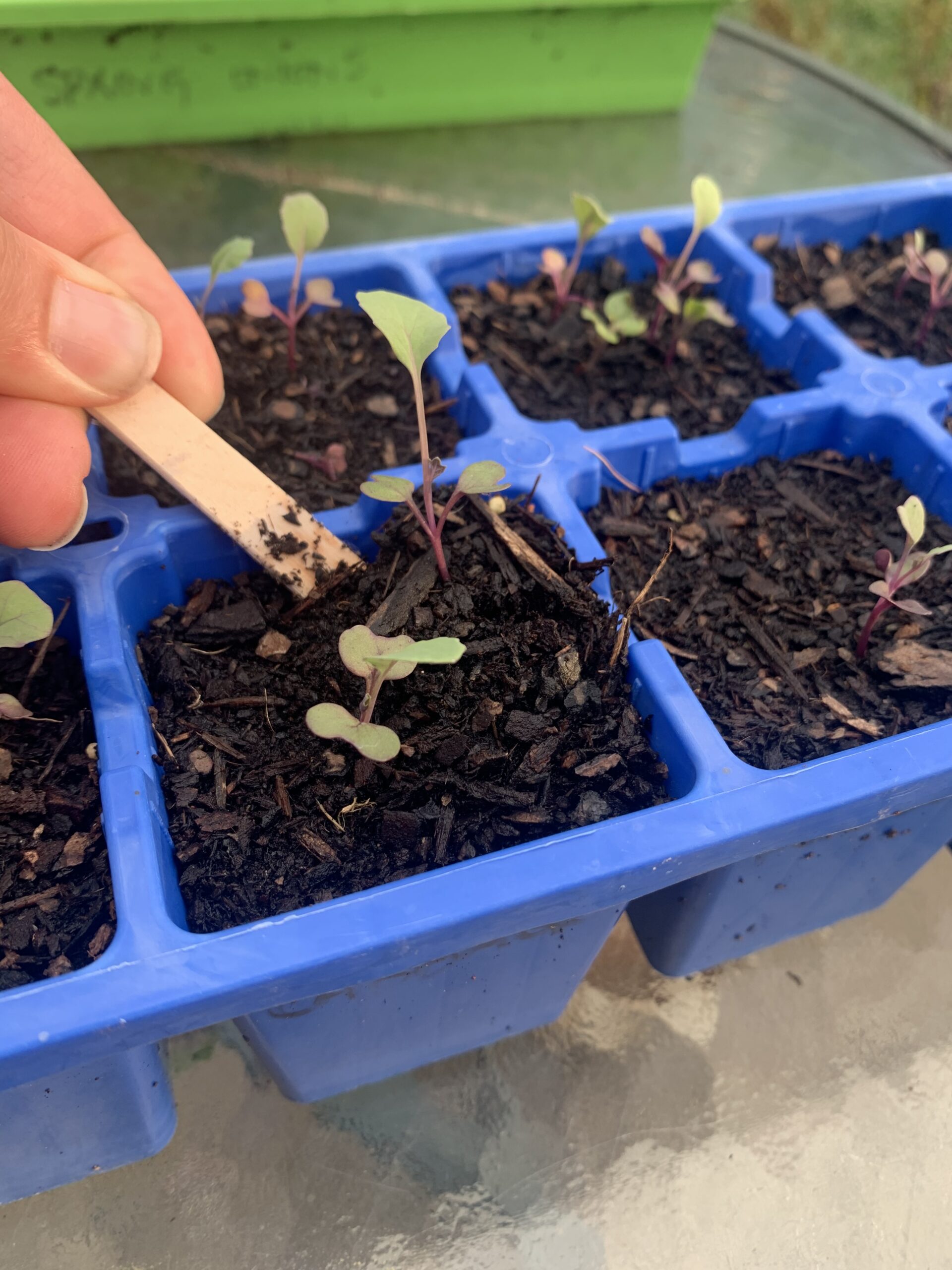 Growing veggies from seed